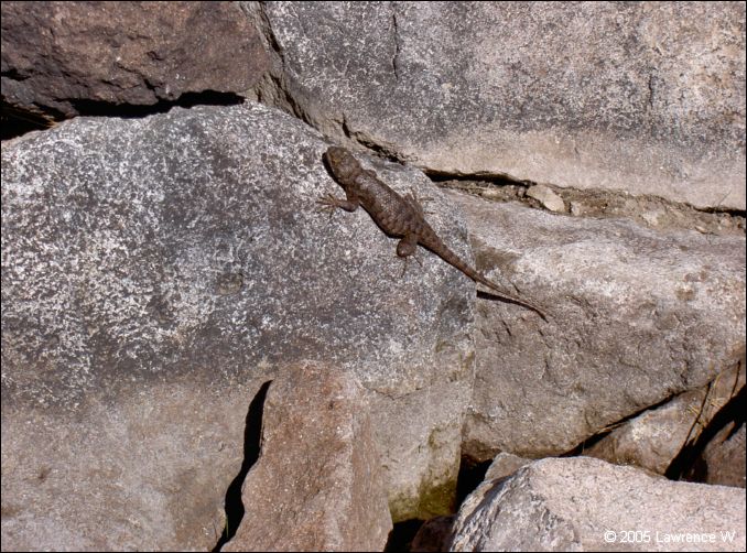 826 shelr bpk 14062005 lizard at alkali reservoir dam.jpg